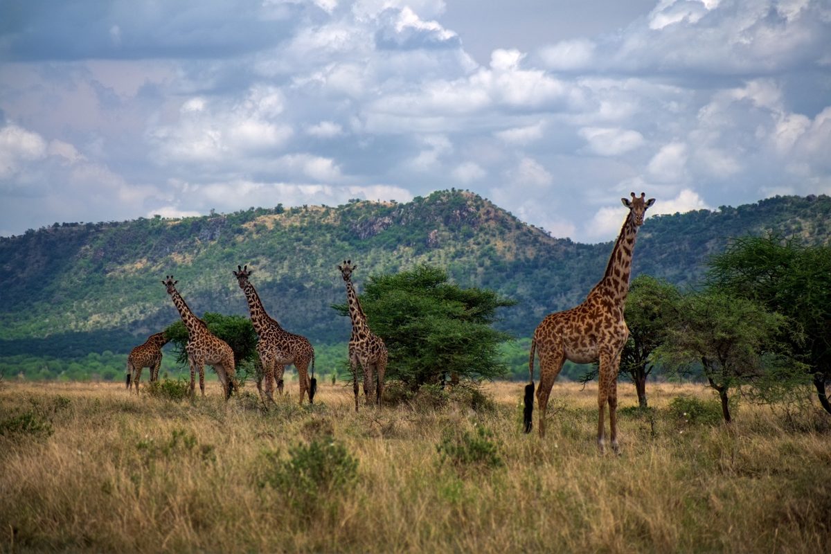 Giraffe in de Serengeti
